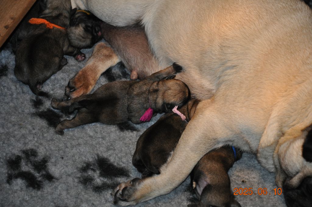 Lord of Greyskull - Chiots disponibles - Carlin