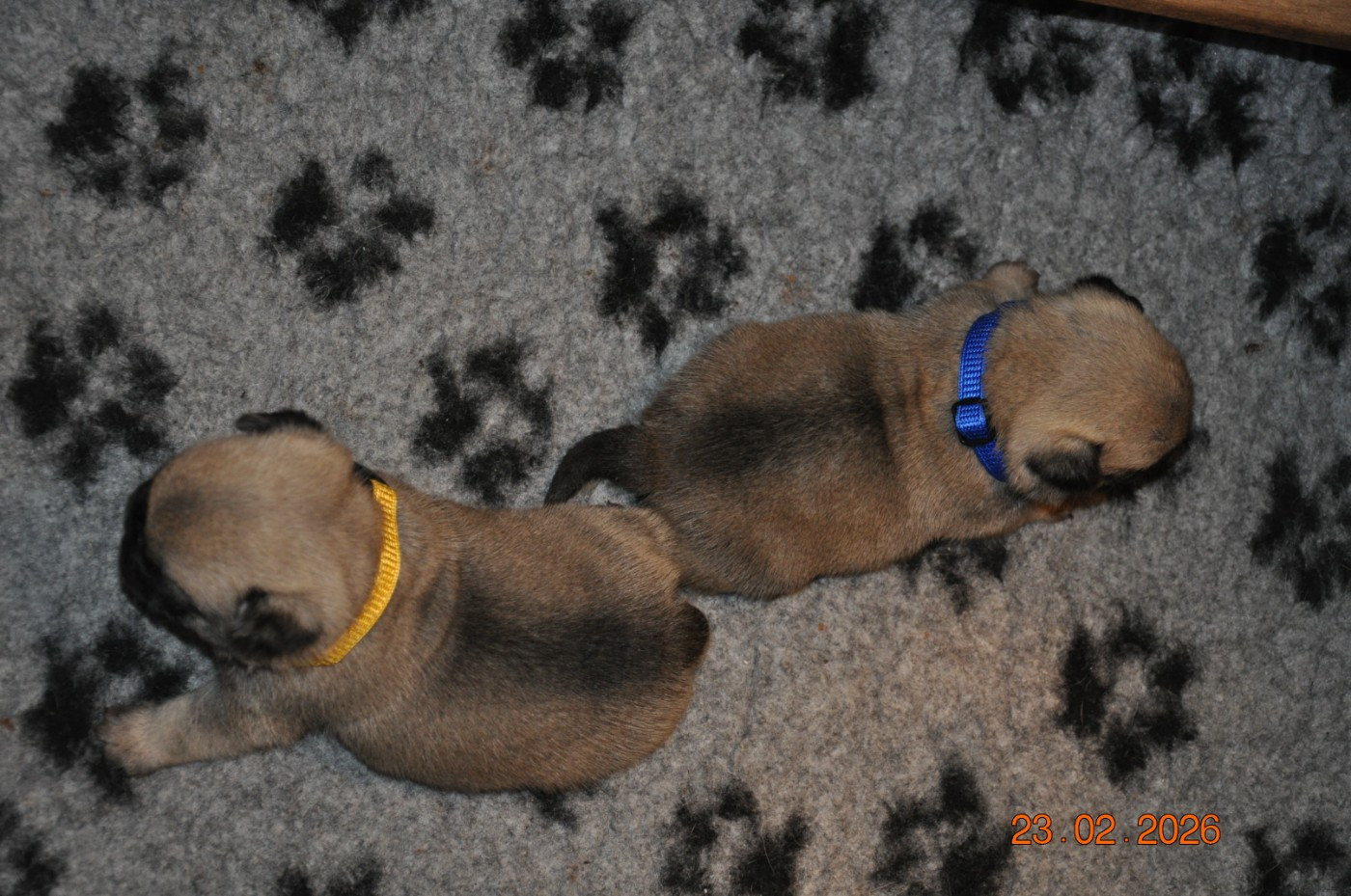 Lord of Greyskull - Chiots disponibles - Carlin