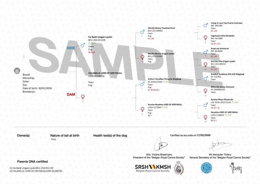 Lord of Greyskull - Carlin - Portée née le 30/01/2026