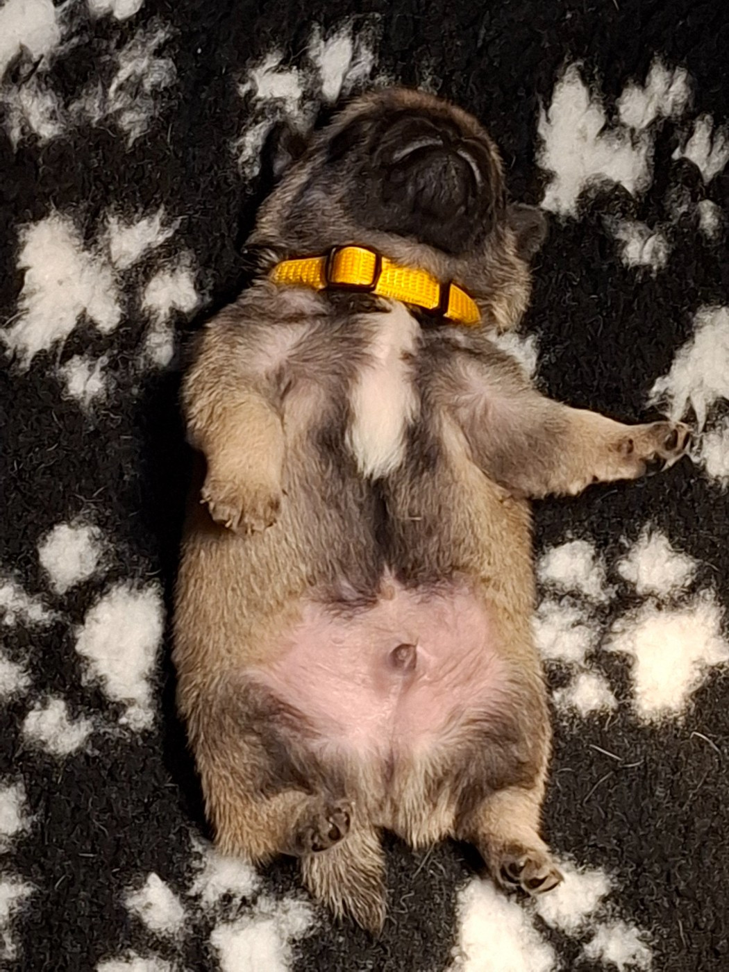 Lord of Greyskull - Chiots disponibles - Carlin