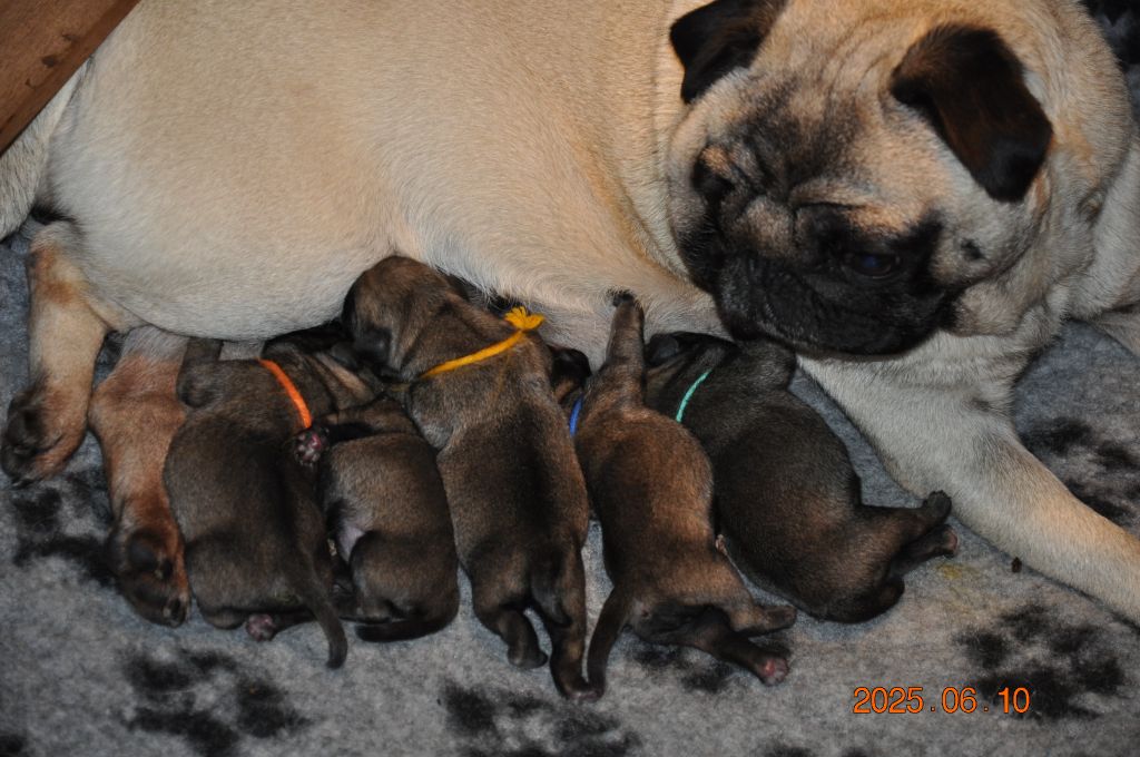 Lord of Greyskull - Chiots disponibles - Carlin