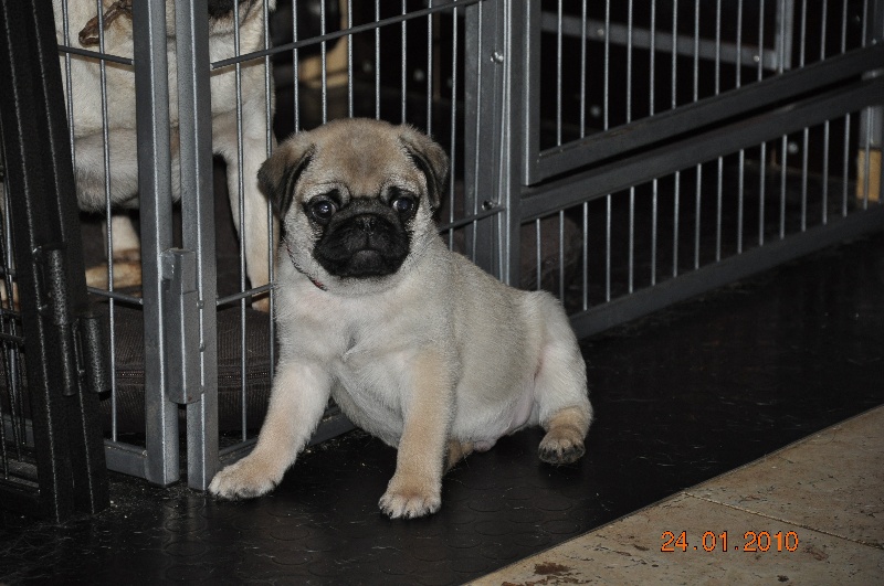 Lord of Greyskull - Carlin - Portée née le 17/11/2009