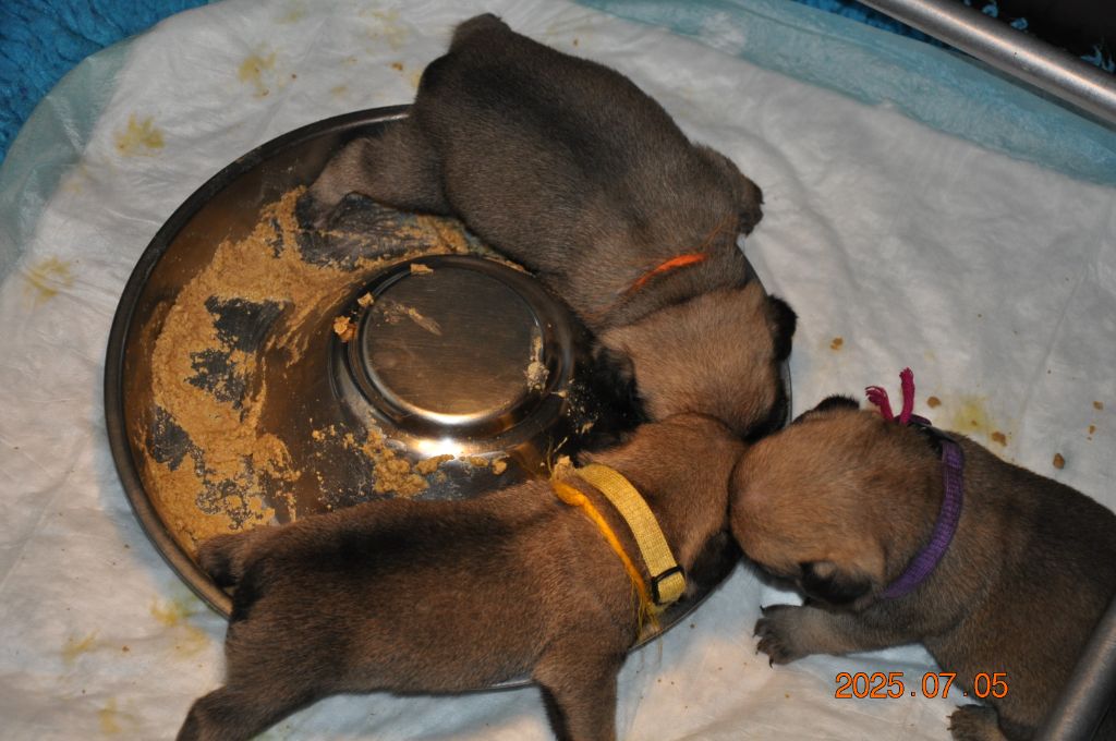 Lord of Greyskull - Chiots disponibles - Carlin