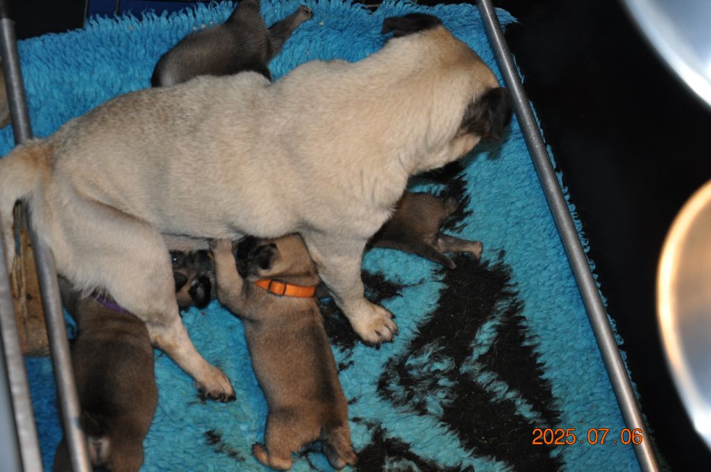 Lord of Greyskull - Chiots disponibles - Carlin