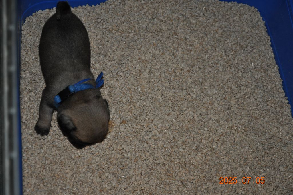 Lord of Greyskull - Chiots disponibles - Carlin