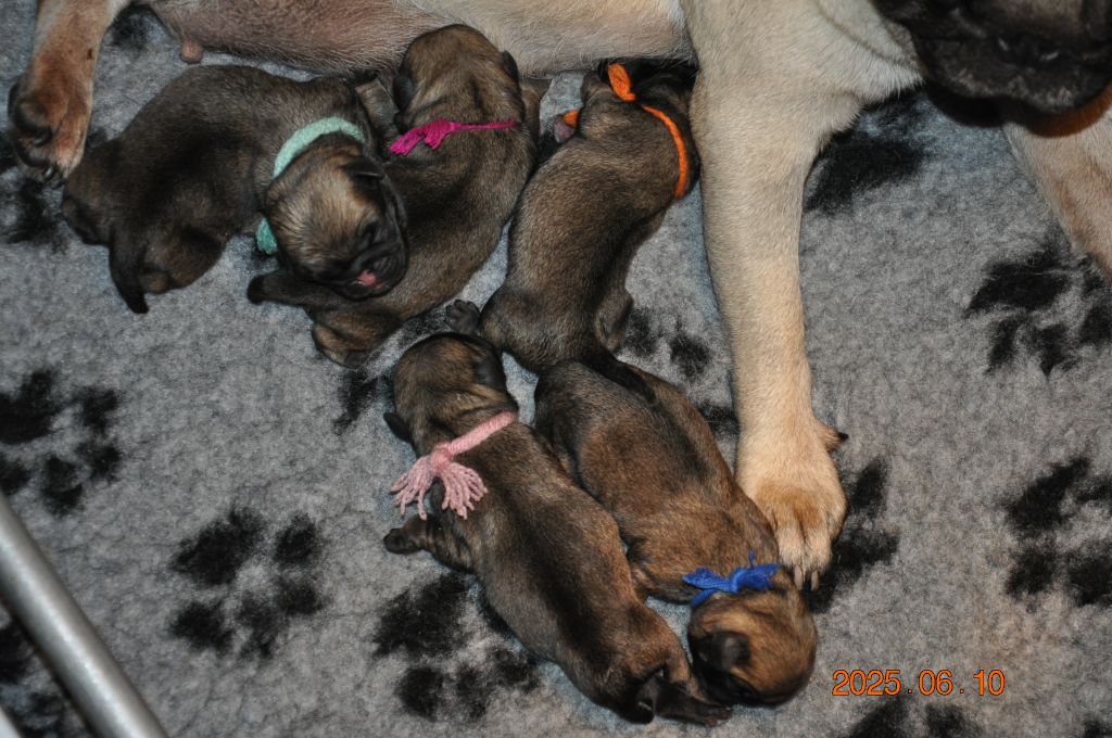 Lord of Greyskull - Chiots disponibles - Carlin